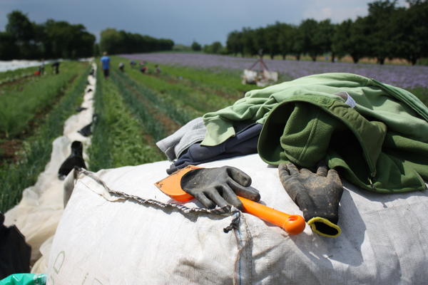 Arbeitseinsatz bei der GartenCoop