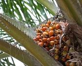Palmöl