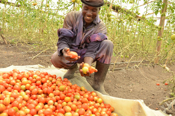 Greenhouse farming in Kitengela, Kenya