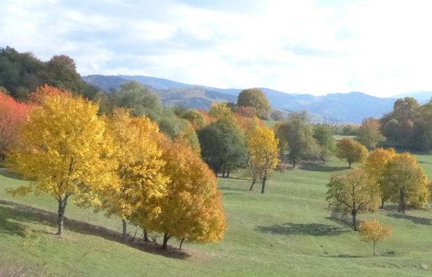Wiesenhang mit Bäumen im Herbst