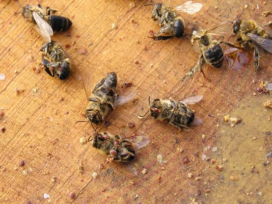 Tote Bienen mit Varroa Milben