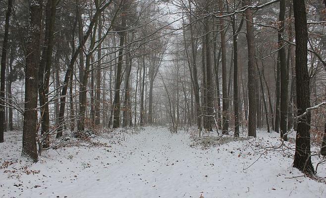 Wald_im_Schnee