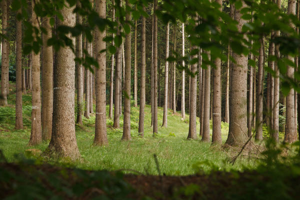 Wald mit Nadelbäumen