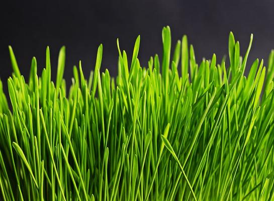 Gras, das als Symbolbild für den Kunstrasenhersteller Astroturf als Namensgeber des Phänomens Astroturfing, dienen soll