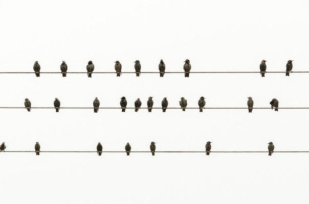 birds like notes on a wire