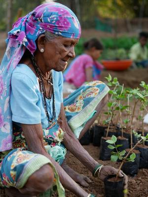 Eine ältere indische Dame hockt auf der Erde und pflanzt Setzlinge.