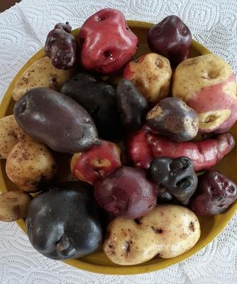 Kartoffelsorten aus Kolumbien