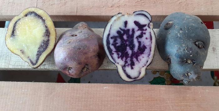 Sortenvielfalt bei Kartoffeln aus Kolumbien