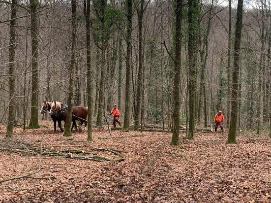 Rückepferdchen im Einsatz