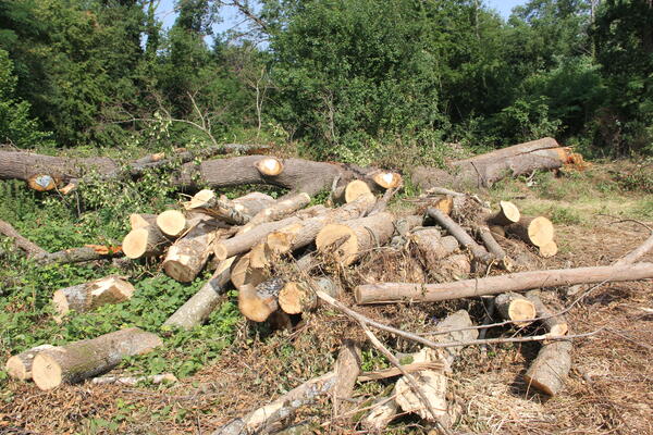 Holzernte(reste?)haufen aus 17 Bäumen im  Freiburger Dietenbachwald. Im Hintergrund Eiche, die im April bereits &quot;geerntet&quot; wurde
