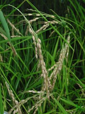 Reis-Rispe (Oryza sativa)