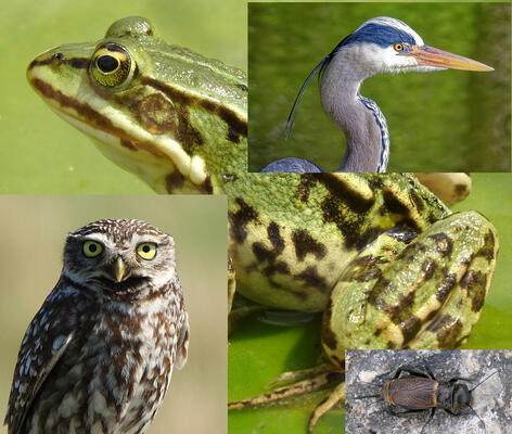 from Galicia, Spain, Mochuelo Común ( Athene noctua ), Collage von RDL,