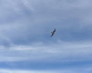 ein blauer Himmel, darin fliegt ein großer Vogel