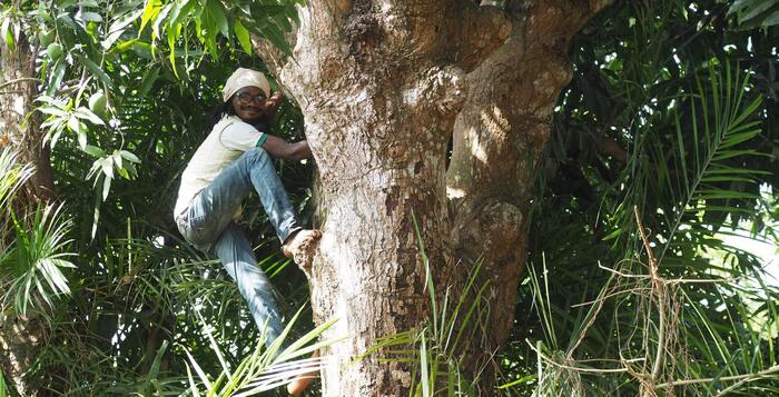 Mitlglied von Faso-kele in einem uralten Mangobaum