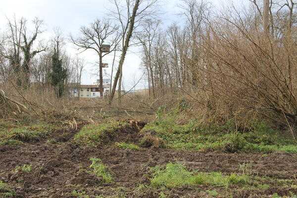 Blick auf geschlagene Rodungstrasse im Langenmattenwald- Im Hintergrund Hochhaus in Wendschleife