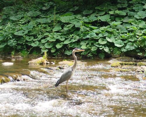 Reiher in der Dreisam