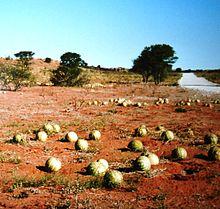 Melonen