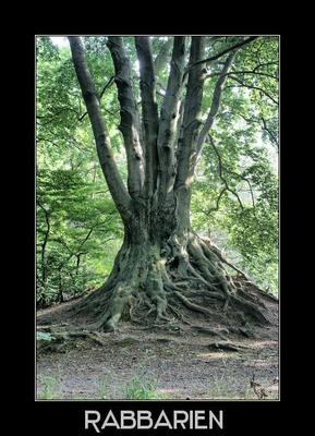 Buche_ein-Baum-mit-vielen-Stmmen