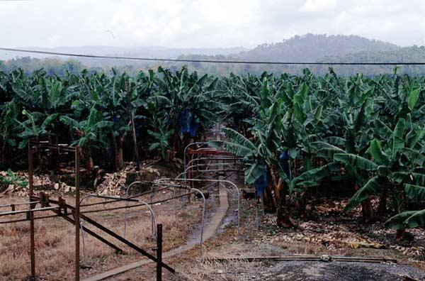 bananenplantage