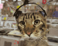 Solid Pleasure Logo mit Headbangercat