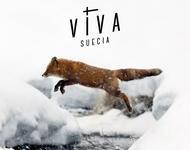 Debut-EP von Viva Suecia: Neu in 2015
