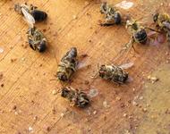 Tote Bienen mit Varroa Milben