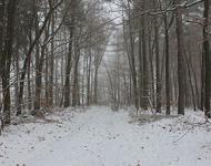 Wald_im_Schnee