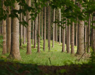 Wald mit Nadelbäumen