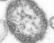 Masern Virus