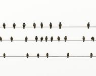 birds like notes on a wire