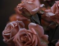 Eine Nahaufnahme von ein paar mit Wassertropfen benetzten Rosenblüten in altrosa.
