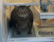 katze sitzt im kühlschrank und schaut verschreckt in die kamera 