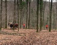 Rückepferdchen im Einsatz