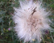 Close-up photo of a withered thistle