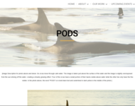 Screenshot der Website SOIL: Das Foto von Orcas im Meer - nur die Rückenflossen ragen aus dem Wasser. Das Foto ist wegen des Gegenlichts leicht überbelichtet. Auf dem Foto prangt das Wort "Pods" - zu Deutsch in etwa "Bezugsgruppen"