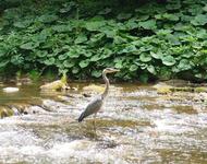 Reiher in der Dreisam
