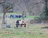 Höhe Zähringen am 13.02.2026 Im Vordergrund 2 Ponys auf der Wiese, im Hintergrund die Protestkundgebung; dazwischen Streuobstbäume
