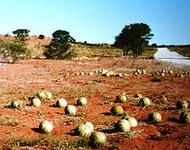Melonen