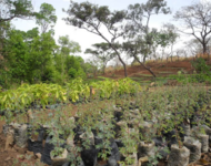 Baumschule in Togo